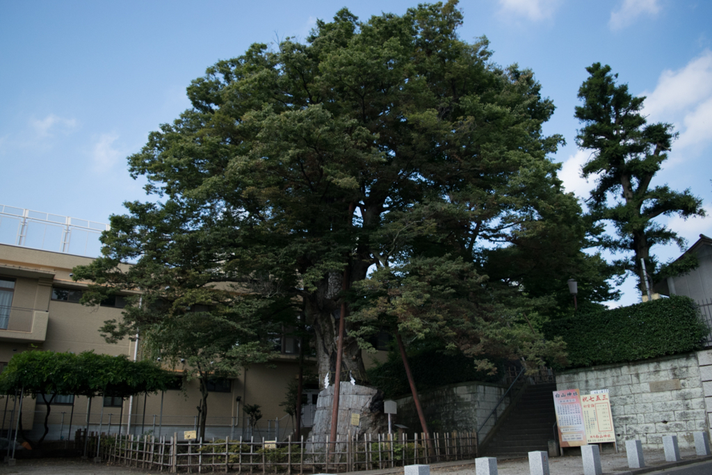 「詩の樹の下で」長田弘